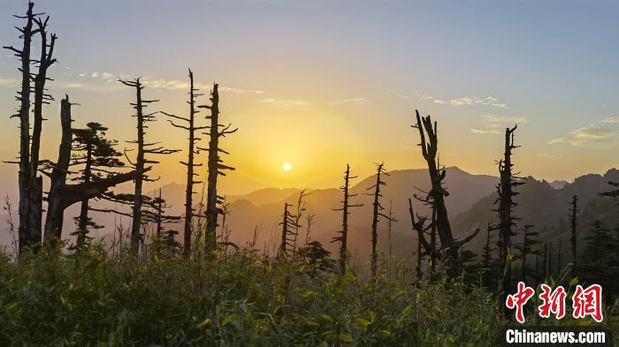圖為綠意盎然的秦嶺?！≈烊竾疑止珗@供圖