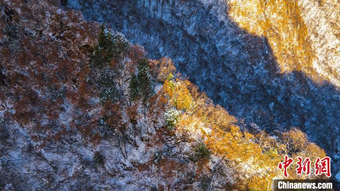 圖為金色晨光“綴”崖間?！√絿疑止珗@供圖